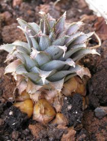 Lekkere Canarische ananas!