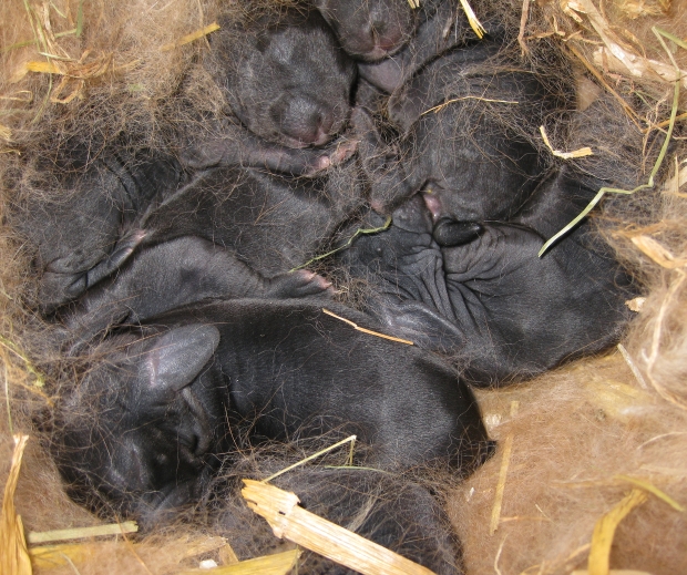 Baby konijntjes!