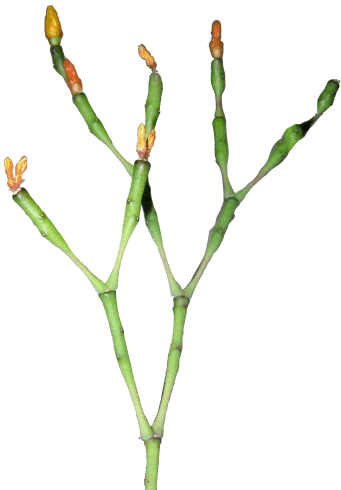 Binaire plant!