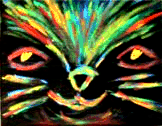 Zwarte Kat!