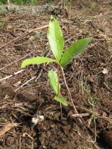 Boom-plant dag!
