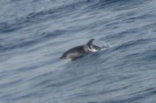 Dolphin!