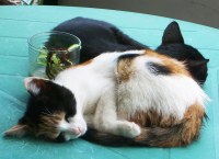 Katten!