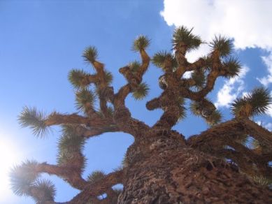 Joshua Tree!