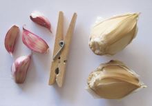 Links: Knoflook uit Las Palmas!, Rechts: Reusachtige knoflook uit Madrid!
