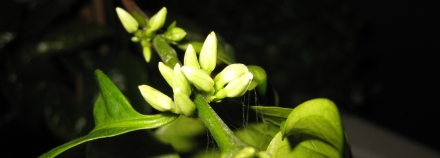 Koffie bloem!