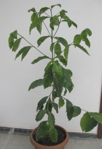 Koffie plant!