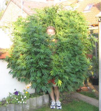 Enormous marihuana plant!