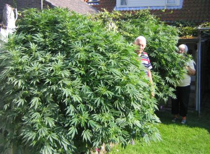 Marihuana!