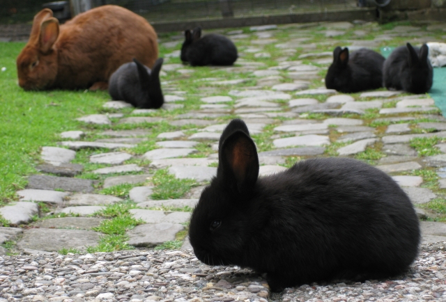 7 Konijnen in de tuin!