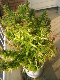 Plant rijp voor de oogst!