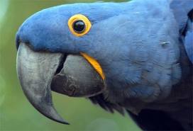 Parrot!