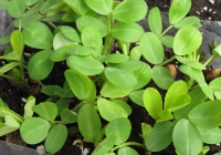 Pinda plant!
