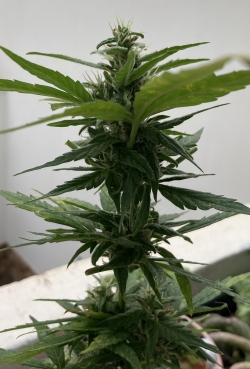Yet again! A little marihuana plant!