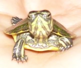 Tartaruga!