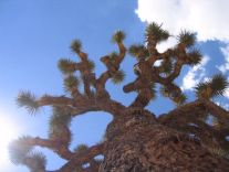 Joshua Tree