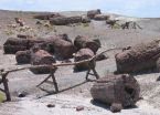 Petrified Forest